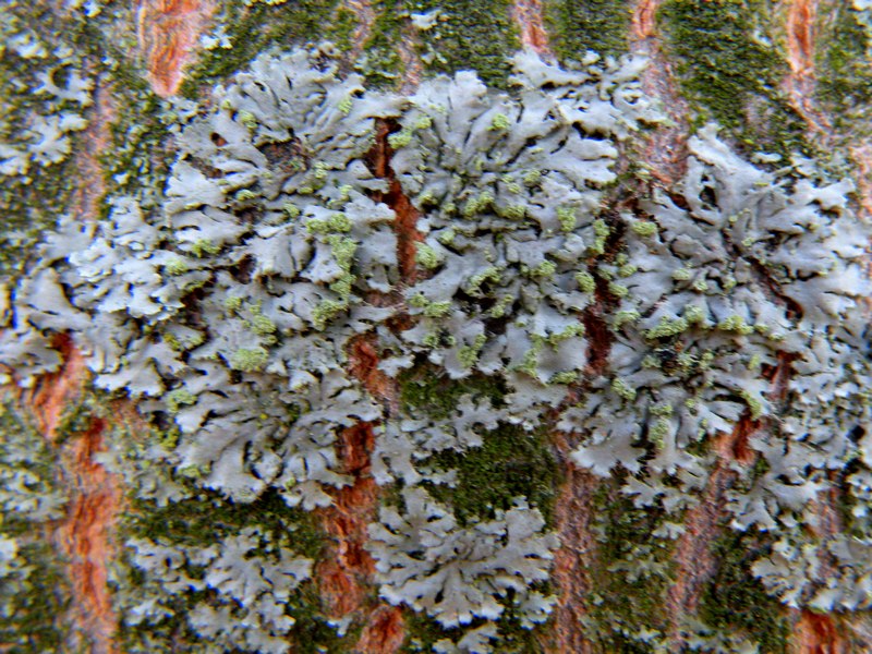 Lichene su conifera